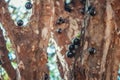 Tree full of Brazilian jaboticaba fruit on a sunny day concept image