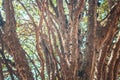 Tree full of Brazilian jaboticaba fruit on a sunny day concept image