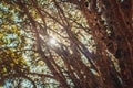 Tree full of Brazilian jaboticaba fruit on a sunny day concept image