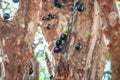 Tree full of Brazilian jaboticaba fruit on a sunny day concept image