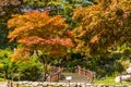 tree full of colorful, falling leaves Royalty Free Stock Photo