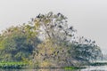 A Tree full of cormorant Royalty Free Stock Photo
