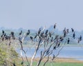 Cormorants Royalty Free Stock Photo