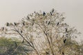 A tree full of Cormorants Royalty Free Stock Photo