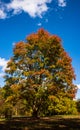 Tree in full fall colors in sunshine with blue sky and clouds, standing near the New River Gorge in West Virginia, USA. Royalty Free Stock Photo