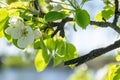 Tree in full flowering. Spring sunny day