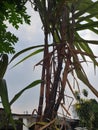 The sugarcane tree