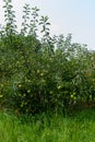 Tree full of green apples