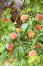 Tree Full of Juicy Ripe Peaches Ready for Harvest