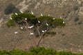 Tree Full Of Little Egrets