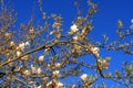 A tree full of Magnolia flowers