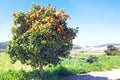 Tree full of oranges in spring time