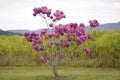 A tree full of pink flowers