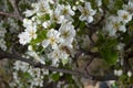 White blossoms in spring with bee Royalty Free Stock Photo