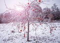 Tree full of red apples in winter Royalty Free Stock Photo