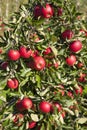 Tree full of red ripe apples Royalty Free Stock Photo