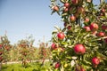 Tree full of red ripe apples Royalty Free Stock Photo