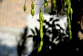 Tree full of seeds of pagoda tree in public park, lush branches, fruits, detail