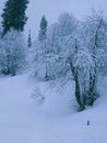 Tree full of Snow paradise  gulmarg Royalty Free Stock Photo