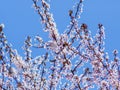 Tree in full spring bloom - beautiful small white flowers Royalty Free Stock Photo