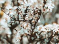 Tree in a full spring bloom - beautiful white flowers Royalty Free Stock Photo