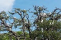 Tree full of White Egrets and Storks Royalty Free Stock Photo