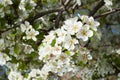 Tree full of white pear blossoms in spring with bee Royalty Free Stock Photo