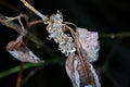 Tree fungi are, in the broadest sense, all fungi that colonize and degrade wood