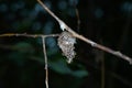 Tree fungi are, in the broadest sense, all fungi that colonize and degrade wood