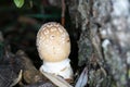 Tree fungi are, in the broadest sense, all fungi that colonize and degrade wood