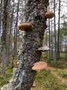 Tree Fungi - Caledonian Forest - Scotland