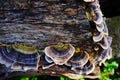 Tree fungi on a log