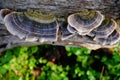 Tree fungi on a log