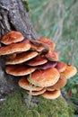 TREE FUNGI