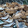 tree fungi and spider web