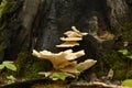 Tree fungi on a tree trunk