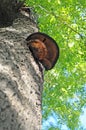 Tree fungus Royalty Free Stock Photo