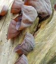 Tree fungus