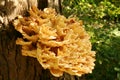 Tree fungus Royalty Free Stock Photo