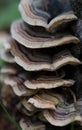 Tree Fungus