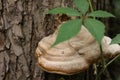 tree fungus clse-up Royalty Free Stock Photo