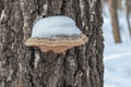 Tree fungus covered with snow. Close up. Royalty Free Stock Photo