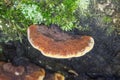 Tree fungus on dead wood Royalty Free Stock Photo