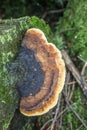 Tree fungus on dead wood Royalty Free Stock Photo