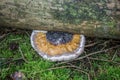 Tree fungus on dead wood Royalty Free Stock Photo