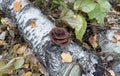 Tree fungus on a fallen birch trunk