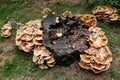 Tree fungus on a tree stump Royalty Free Stock Photo