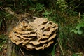 Tree fungus at the Gertelsbacher waterfalls Royalty Free Stock Photo