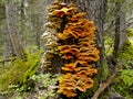 Tree fungus