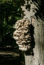 Tree fungus growth, excrescence on a tree trunk Royalty Free Stock Photo